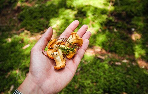 Wat kun je eten uit de natuur? 5 zelfpluk-tips voor de herfst